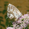 Geranium bronze (brun des pélargoniums)