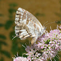 Geranium bronze (brun des pélargoniums)