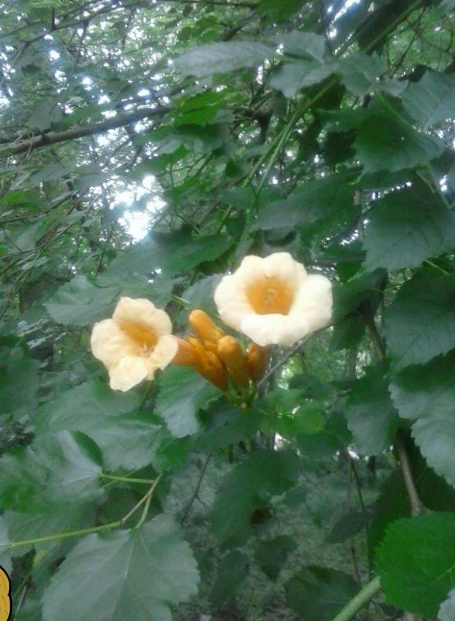 Trumpet Vine