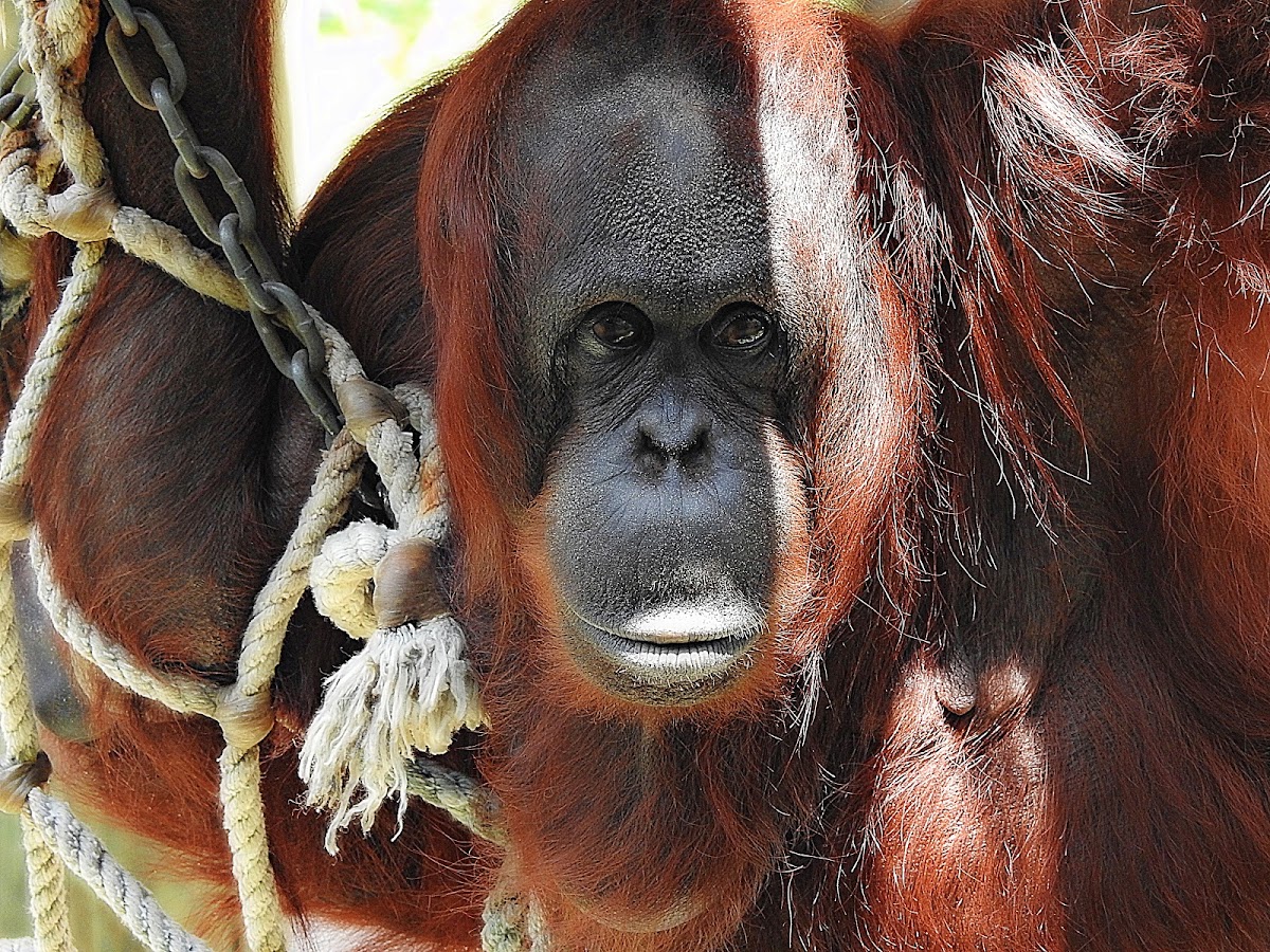 Orangutan