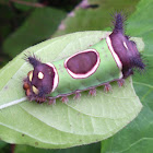 Saddleback caterpillar/Moth