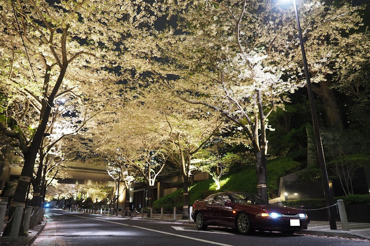 アルシオーネSVXのサクラと愛車に関するカスタム事例の投稿画像1枚目