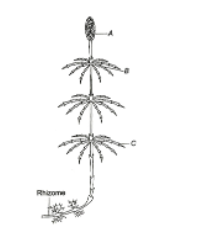 Plant life Cycles and Alternation of Generations