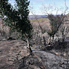 Mountain Orange Gum (bushfire recovery)