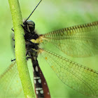 Yellow Owlfly