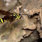 Yellow Potter Wasp