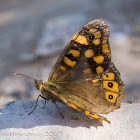 Speckled Wood