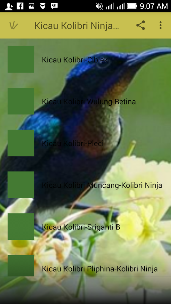 download suara burung kolibri omkicau