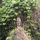 Barred Owl