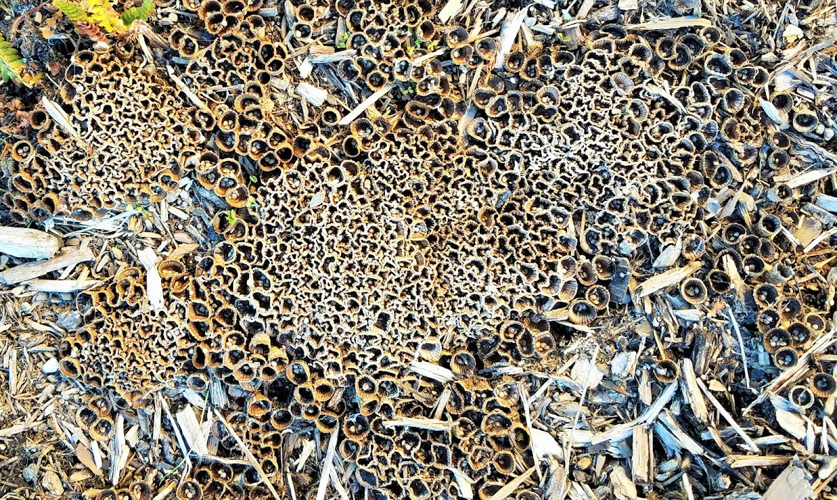 Fluted bird's nest fungus