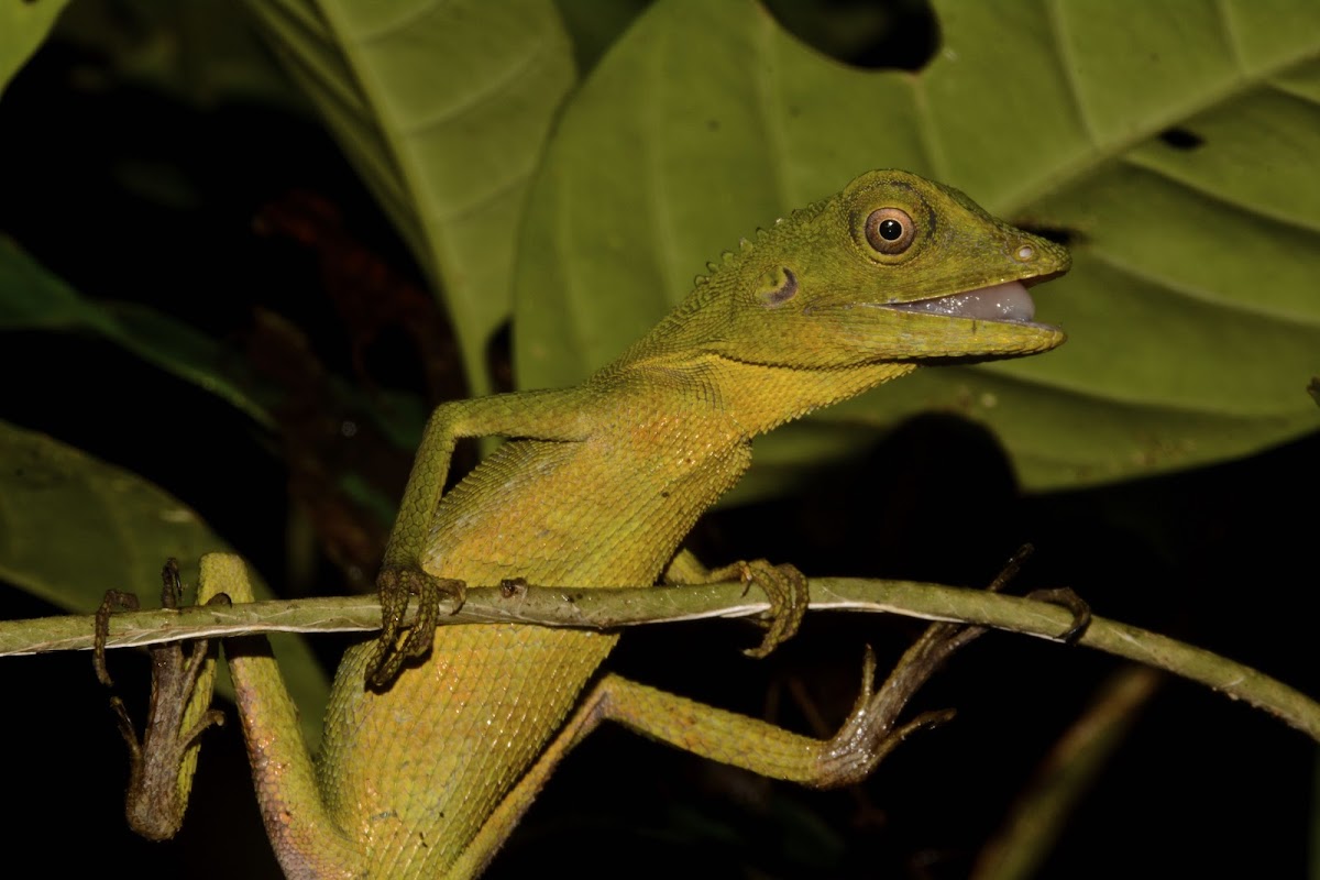 Green Crested Lizard