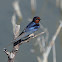 Golondrina común (Barn swallow)