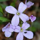 Coralroot