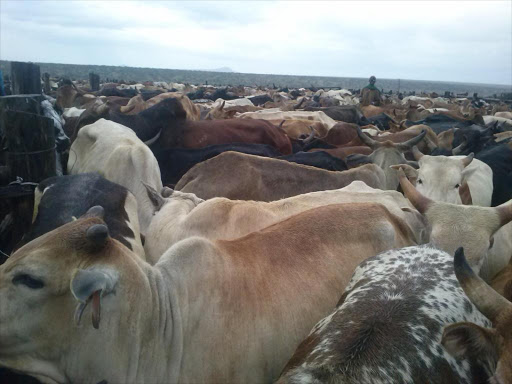 sale: Kenya currently mainly exports animal products to the Middle East. Photo/File