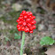 Jack-in-the-Pulpit Fruit