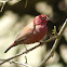 Red-billed Firefinch