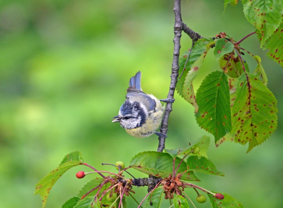 Eurasian blue tit