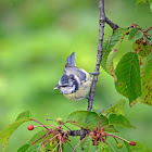 Eurasian blue tit