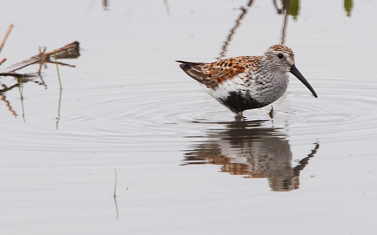 Dunlin