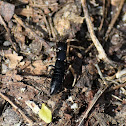 Devil's coach-horse beetle