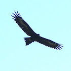 Bunjil (Wedge-tailed Eagle)