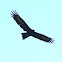 Bunjil (Wedge-tailed Eagle)