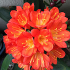 Clivia