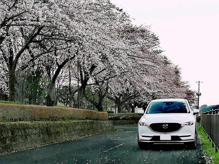 CX-5の桜満開・まさか‼️・なんで４月に積雪・dateFM モーニングブラッシュに関するカスタム事例の投稿画像1枚目