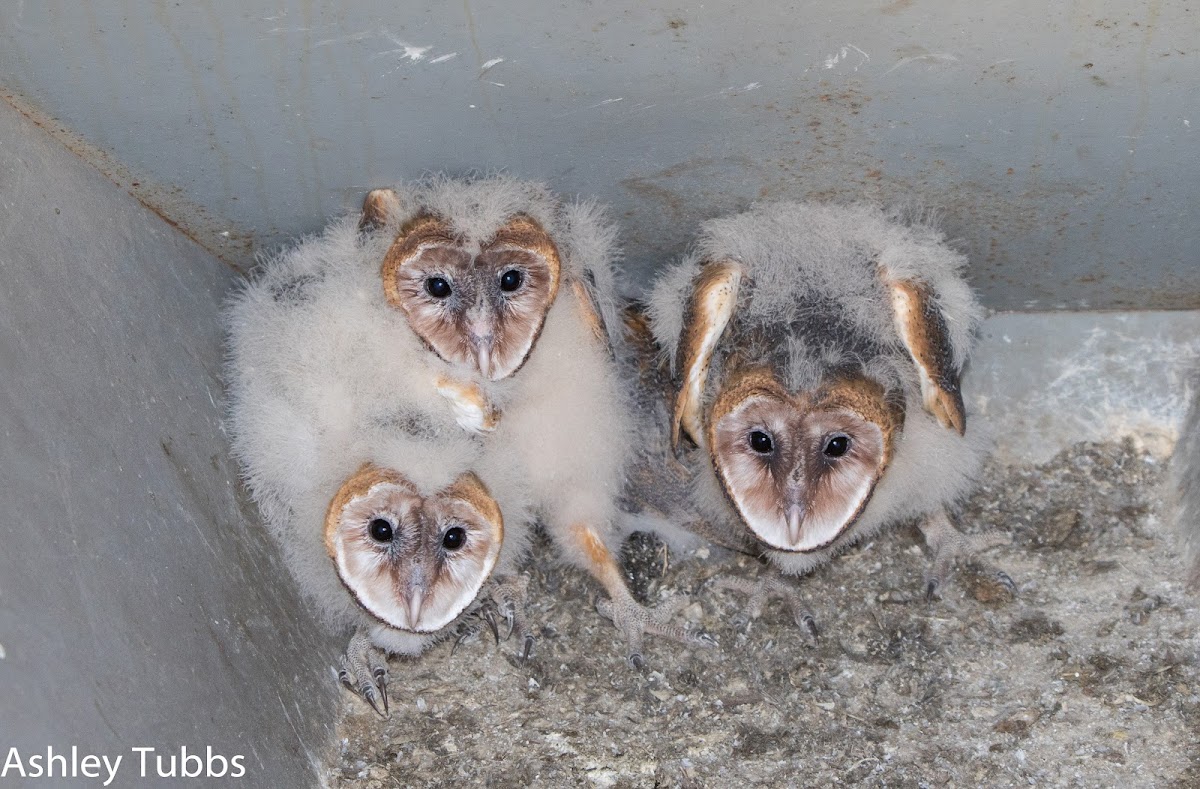 Barn Owls, 45 days old