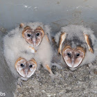 Barn Owls, 45 days old