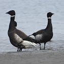 Pacific Black Brant