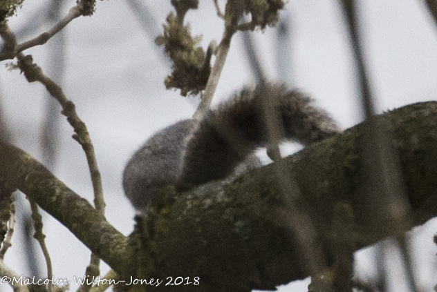 Grey Squirrel