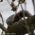 Grey Squirrel