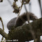 Grey Squirrel