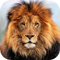 Lion HD Live Wallpaper