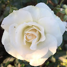 Rose (White)