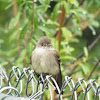 Western wood pewee