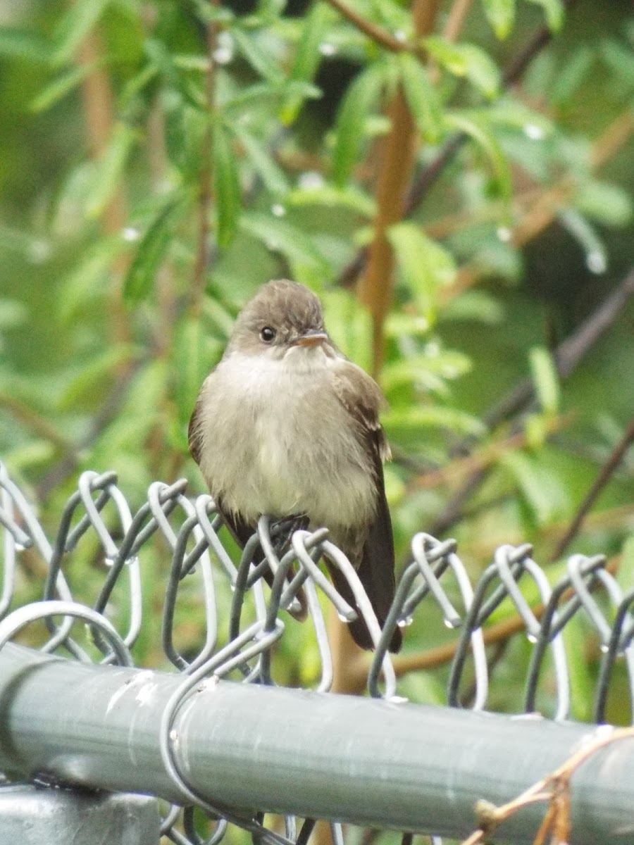 Western wood pewee