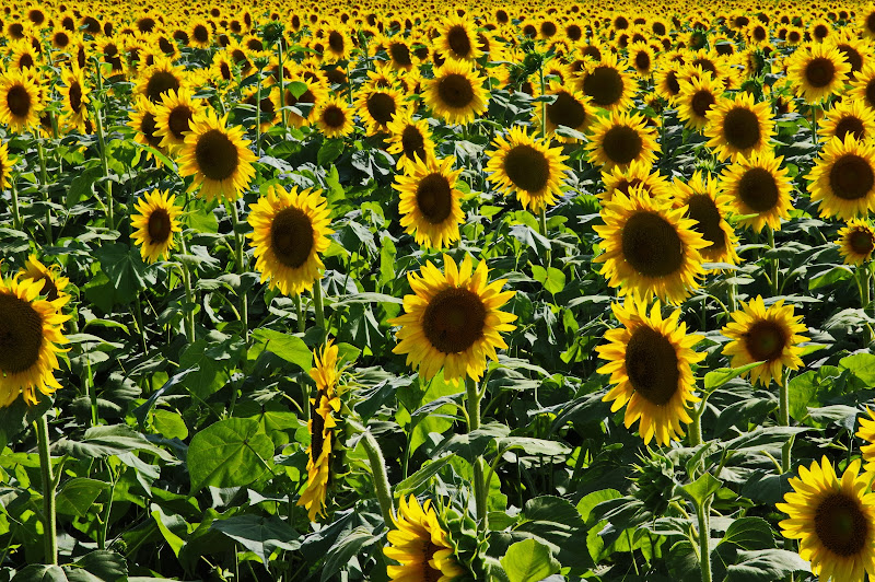 Campo di girasoli di jovi55