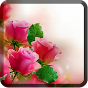 Roses Wallpapers for Chat  Icon