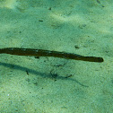 Broadnosed pipefish