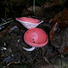 Cup Fungus