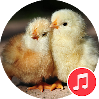 Baby Chick Sounds