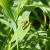 Hoverfly