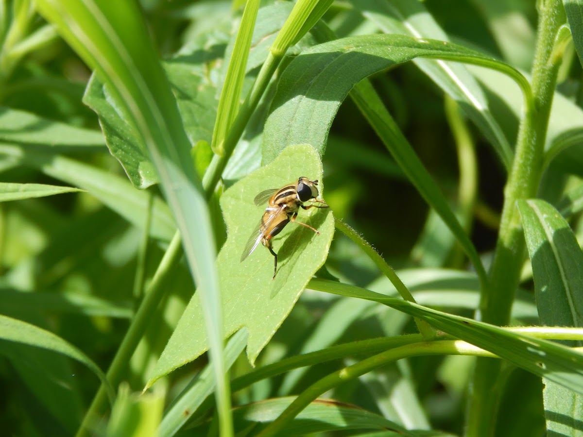 Hoverfly