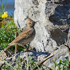 Crested Lark