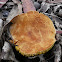 Gilled bolete - Phylloporus sp.