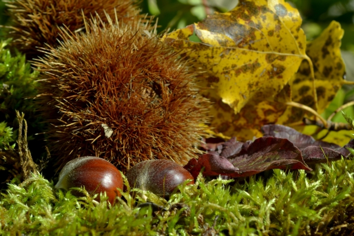 Riccio autunnale di gabriele82