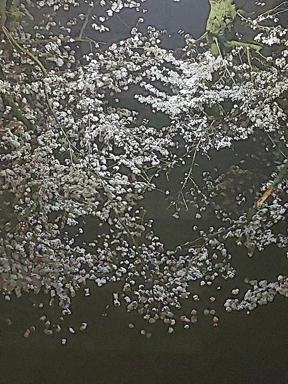 ウイングロードの夜桜・仕事終わりに・人気展望台・リフレクションに関するカスタム事例の投稿画像23枚目
