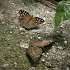 Lemon Pansy & Chocolate Pansy Butterflies